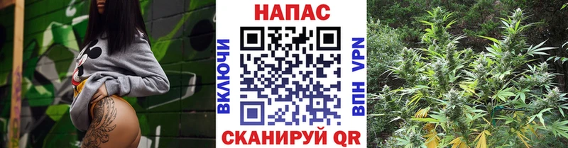 Конопля план  Керчь 